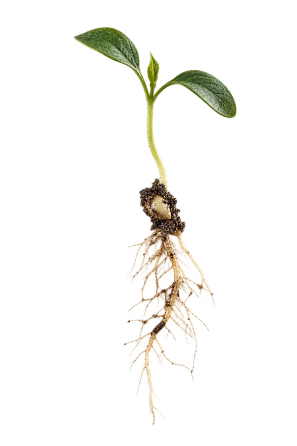 Young seedling showing the first radicle root beneath the surface